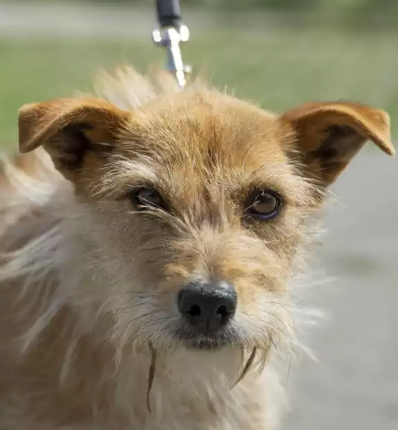 Piesek przywieziony z Robakowa