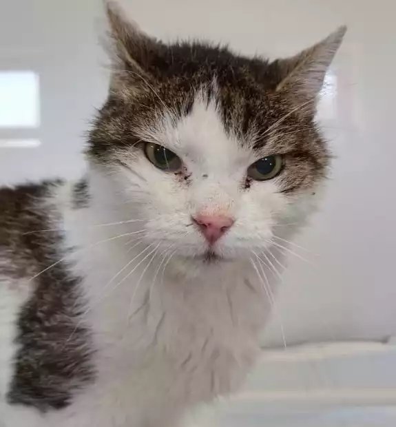 Kot znaleziony w Kórniku