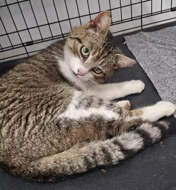 Kot znaleziony w Swarzędzu