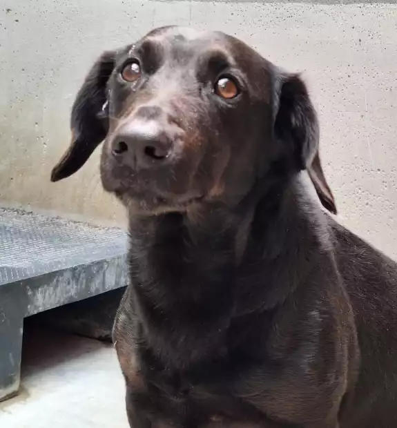 Pies znaleziony w Pierzchnie gm.Kórnik