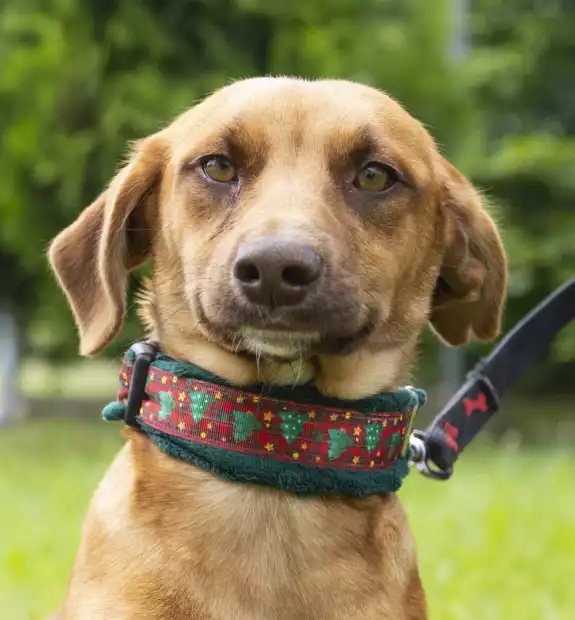 Suczka przywieziona z Wiórek gm.Mosina