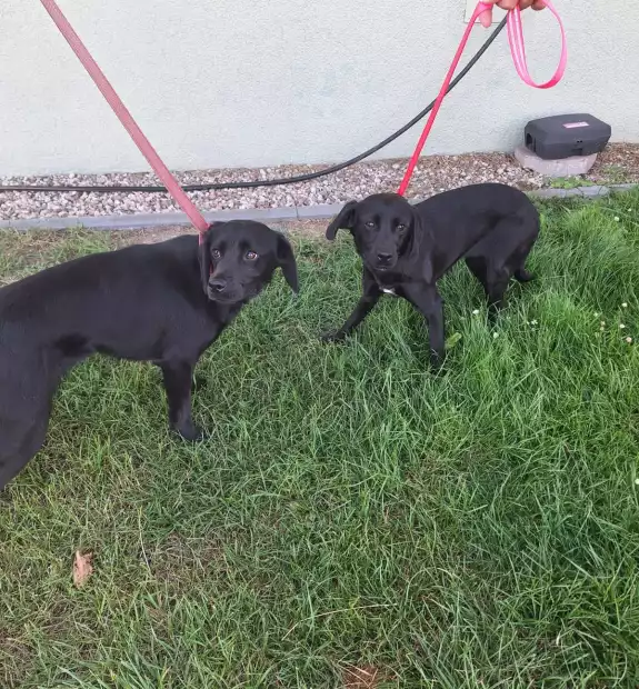 Suczki znalezione w Pecnej gm.Mosina